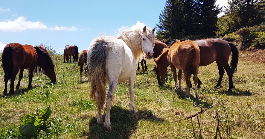Hotel Stara Planina 5