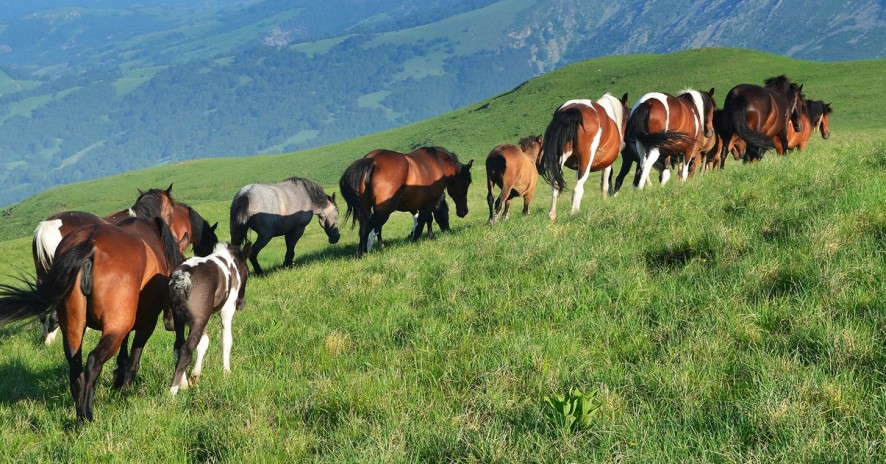 Hotel Stara Planina 2